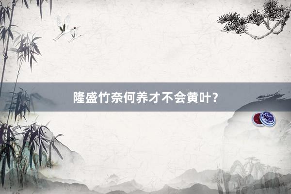 隆盛竹奈何养才不会黄叶？